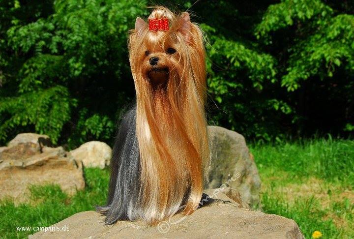 CAMPARIS CAMPARIS ROCK'N ROLL &mdash; Labaza DogPedigree YorkshireTerrier